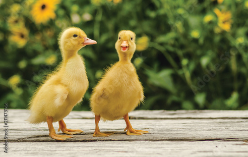 Cute ducklings on an old rustic wooden table in the garden