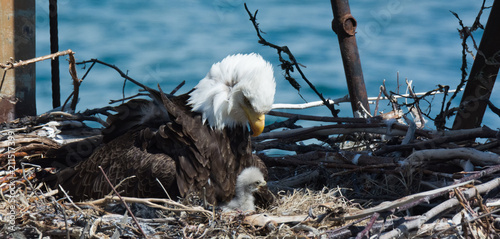 Mom and baby Bald Eagle