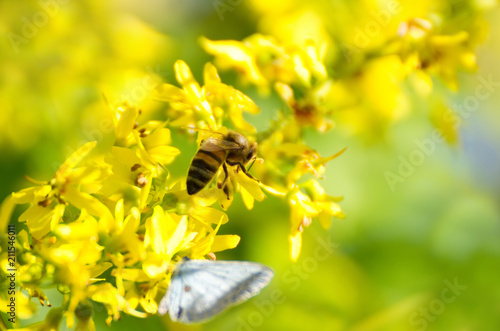 Gelbe Blüten mit Biene und Schmetterling