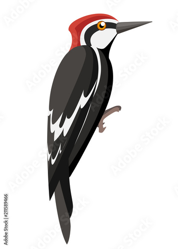 Woodpecker bird. Flat cartoon character design. Colorful bird icon. Cute woodpecker template. Vector illustration isolated on white background