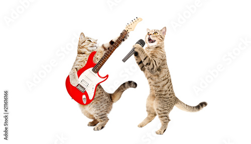 Two cats musician together isolated on a white background 