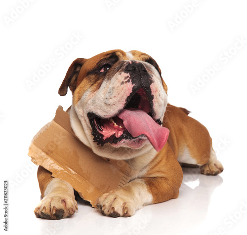 lying english bulldog with carton sign looks up to side