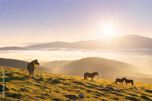 horses in the mountain at sunset