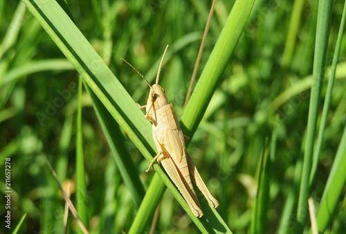 Yellow grasshopper on grass in the garden, closeup 