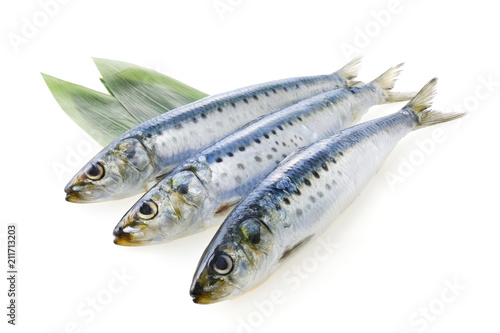 真鰯 Japanese sardine