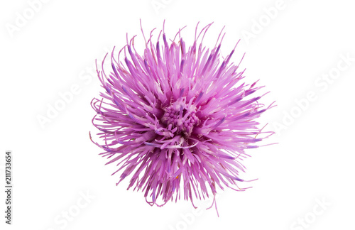 Thistle flower isolated