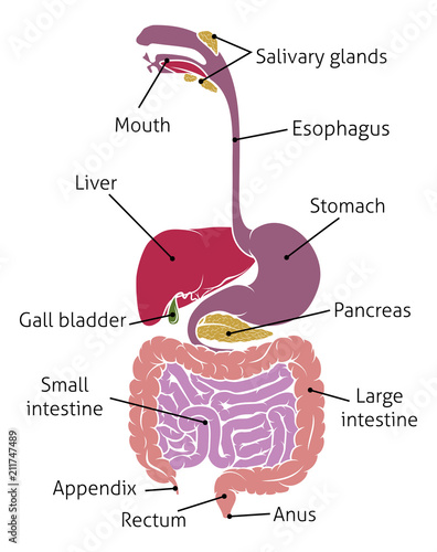 Human Digestive System Gut Gastrointestinal Tract