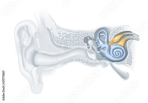 Inner ear anatomy, medical illustration