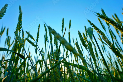 Field of green wheat