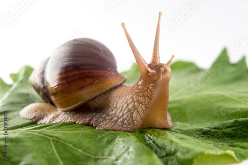 Snail on green sheet