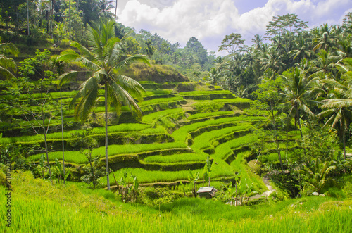 tarasy ryżowe na Bali