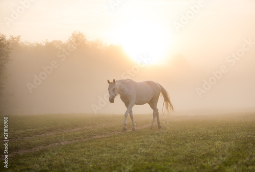Horse at dawn in the fog