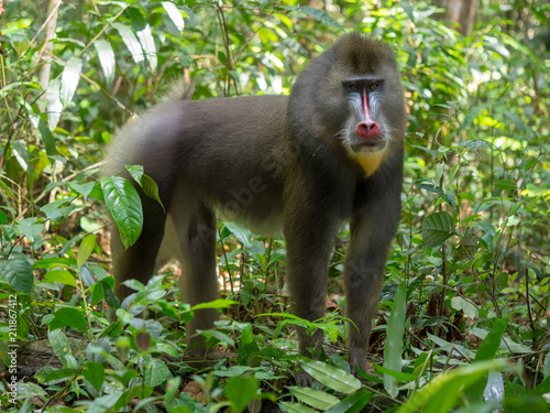 mandrill close-up portrait (Mandrillus sphinx)