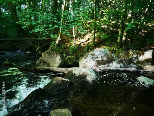 Shallow creek in a green forest full of rocks