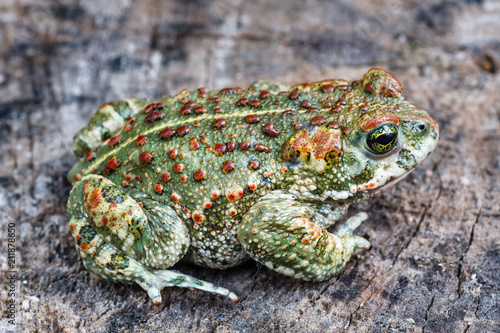 Sapo corredor. Bufo calamita.