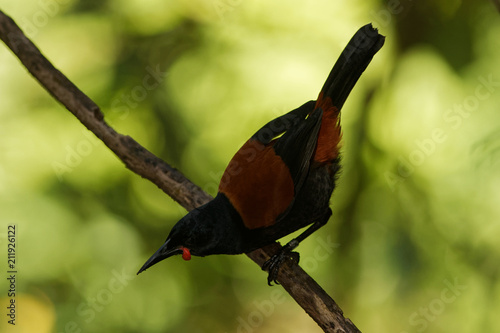 Singing North Island Saddleback - Philesturnus rufusater - tieke in the New Zealand Forest