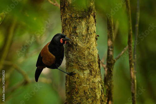 Singing North Island Saddleback - Philesturnus rufusater - tieke in the New Zealand Forest