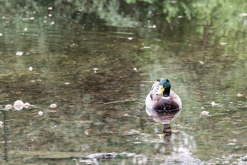 Pato, ánade real o azulón (Anas platyrhynchos)​ es una especie de ave anseriforme de la familia Anatidae nadando en el lago del parque