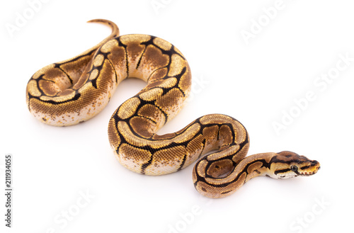 ball python snake reptile