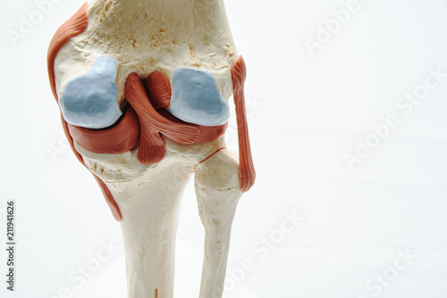 Knee joint model in medical office