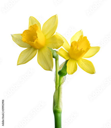 Fresh narcissus isolated on white background. Clipping path