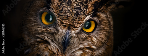 Yellow eyes of horned owl close up on a dark background.