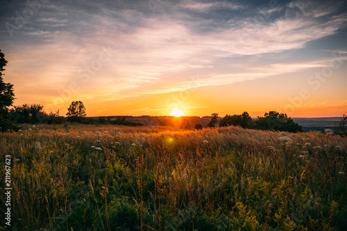 Beautiful summer sunset with waving wild grass in sunlight, rural meadow or field in countryside