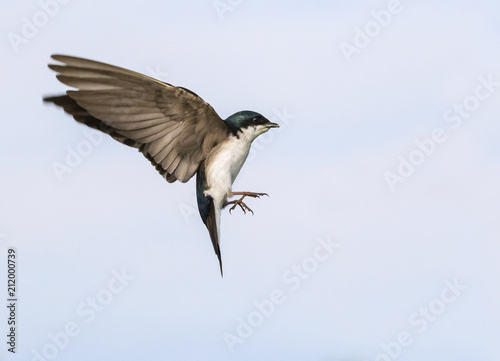 Tree swallow (Tachycineta bicolor) flying, Iowa, USA