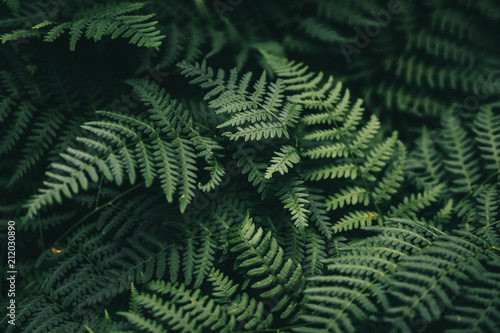 Natural green fern wallpaper
