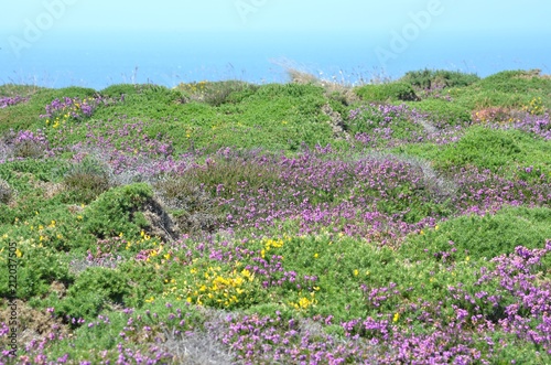 Bruyère et ajonc sur les falaises de Bretagne, France