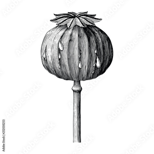 Poppy hand drawing vintage clip art isolated on white background