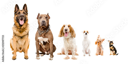 Dogs sitting together isolated on white background