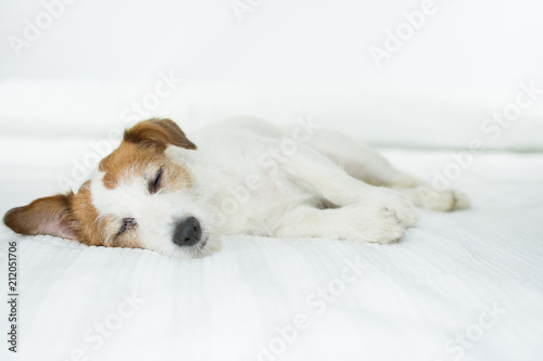 CUTE JACK RUSSELL DOG SLEEPING AND RELAXING ON WHITE BED