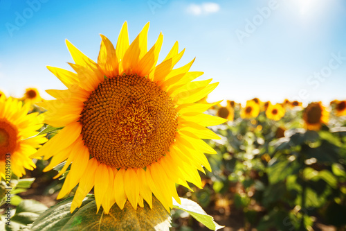 Beautiful field of sunflowers. Rural landscapes under bright sunlight. Background of ripening sunflower. Rich harvest.