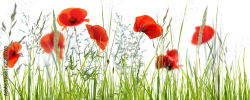 mohnblumenwiese vor weißem hintergrund