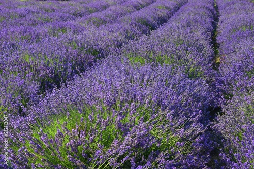 lavender field as in provance