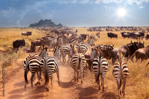 African wild zebras and wildebeest in the African savanna. Wild nature of Tanzania. Intence heat.
