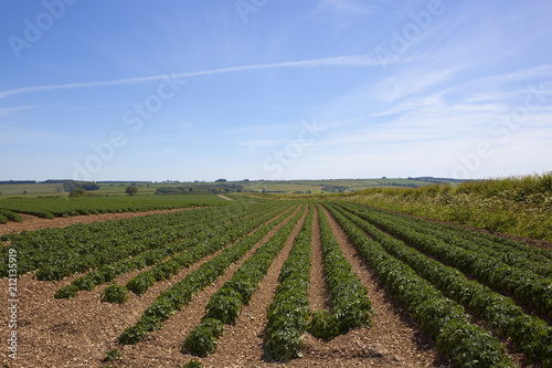 Warter potato crop