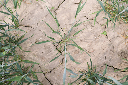 Agriculture: Cracks in the dry soil in a wheat field in Eastern Thuringia after weeks without rain in spring 2018