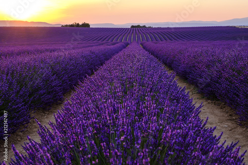 Champ de lavande en fleurs, coucher de soleil. Plateau de Valensole, Provence, France.