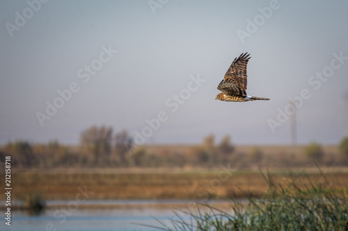 Adult female northern harrier hawk in mid flight .