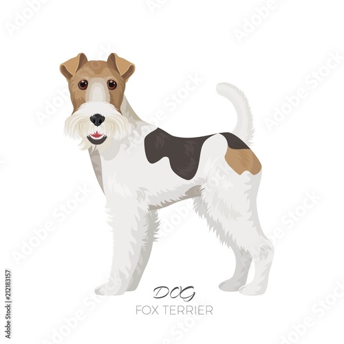 Fox terrier isolated on white backdrop purebred dog