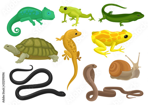 Reptile and amphibian set, chameleon, frog, turtle, lizard,gecko, triton vector Illustration on a white background
