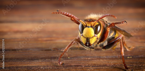Huge European Hornet. Dangerous predatory insect. Close-up.