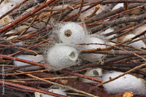 cocoons of silkworm for silk making