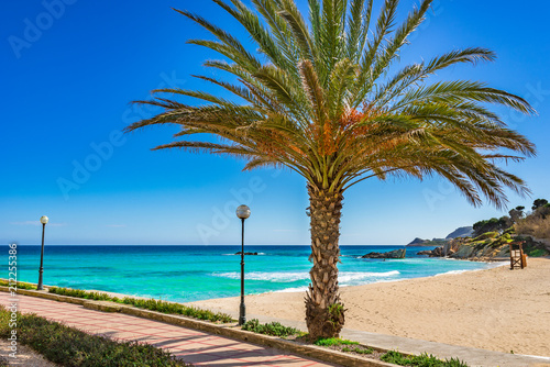 Strand Palme Urlaub Sommer Meer Bucht in Cala Ratjada Son Moll, Mallorca Spanien Balearen Mittelmeer