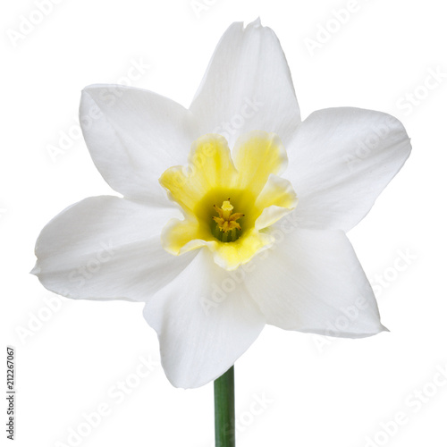 Flower of a daffodil with a yellow center isolated on a white background.