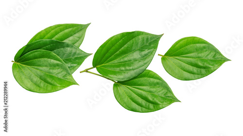 Green betel piper leaf on a white background.