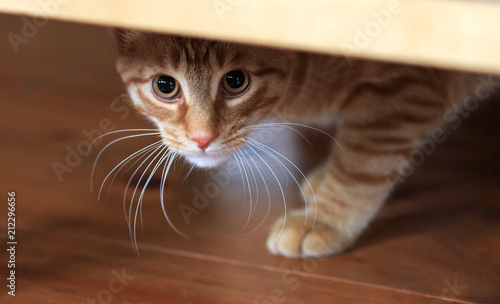 Orange tabby cat cautious looks out from under hiding place