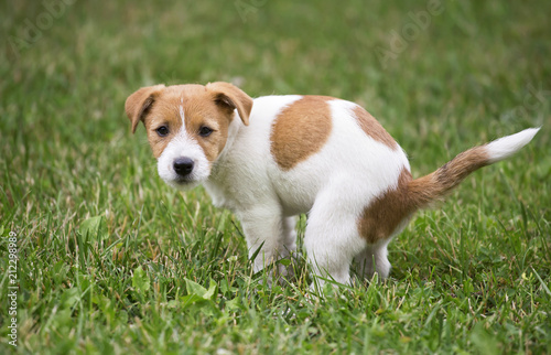 Cute Jack Russell Terrier dog puppy doing his toilet, pooping